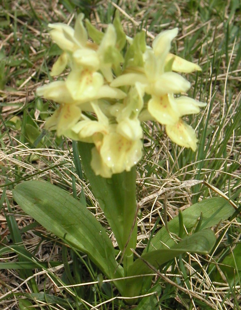 orchis pâle