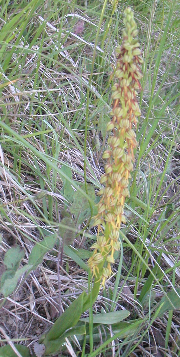 pendu