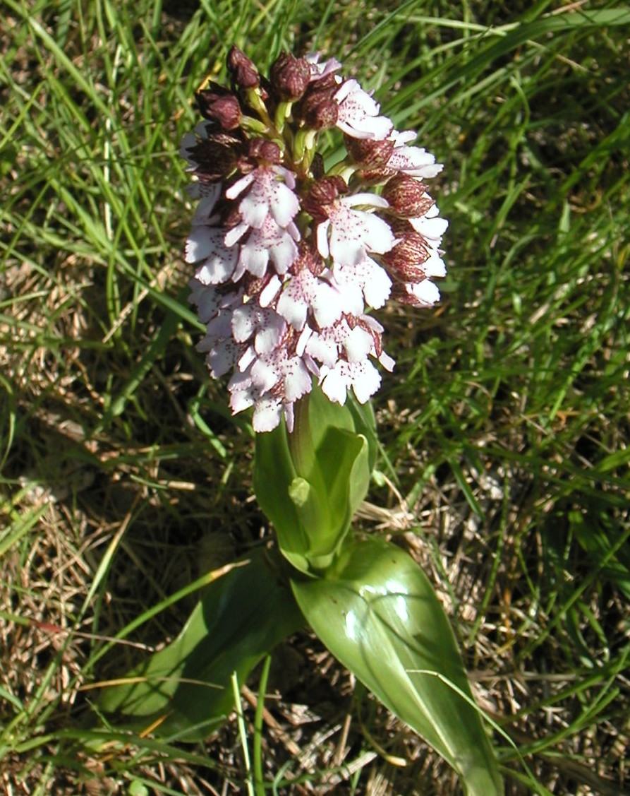 orchis pourpre