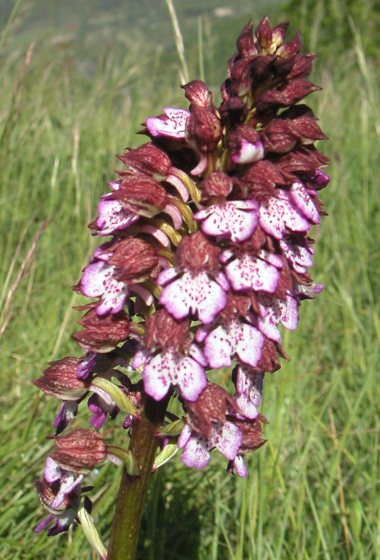 orchis pourpre